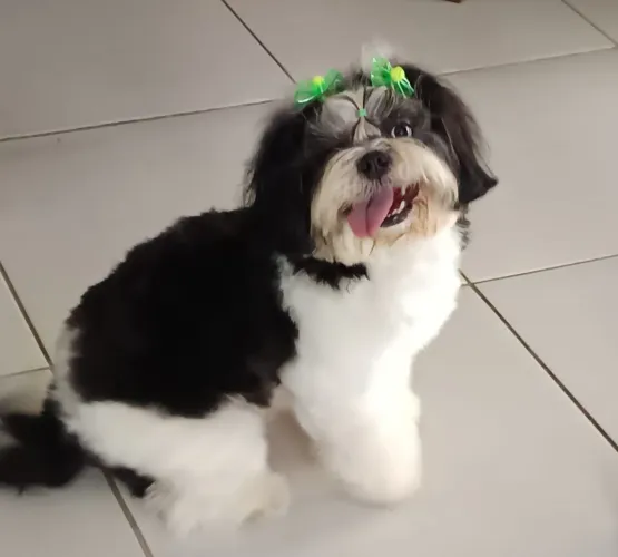 Vendo Shih tzu