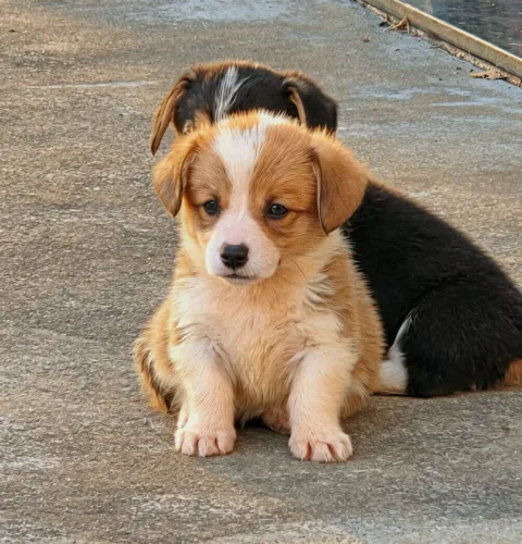 Corgi Pembroke - Star Hull Kennel