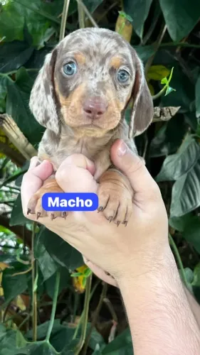 Encontre um dachshund feito para você