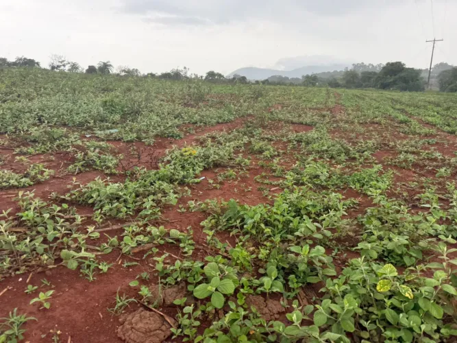 Terreno módulo rural em florestal