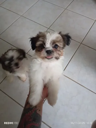Filhotes Shitzu 