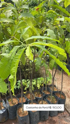Mudas de Castanha do Pará - R$ 150,00