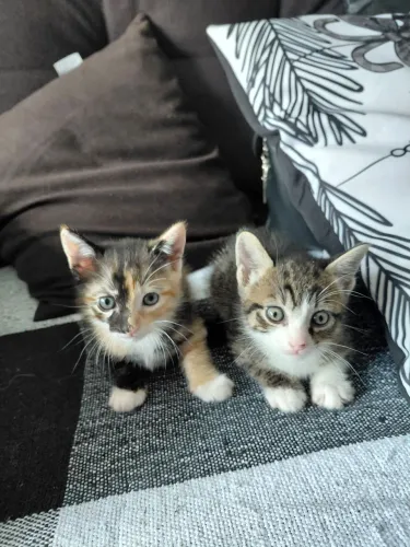 Gatinhos para ADOÇÃO