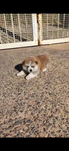 Akita puros lindos