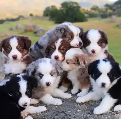 Filhotes de Border Collie | Charme natural em miniatura!