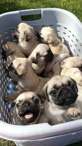Filhotes de Pug - difícil até escolher, filhotes sensacionais