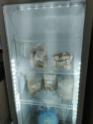 Estufa geladeira para cultivo de cogumelos 