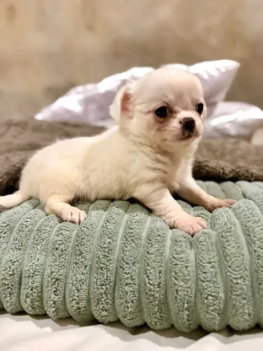 Chihuahua de Raça ? Pequeno No Tamanho, Grande No Amor!