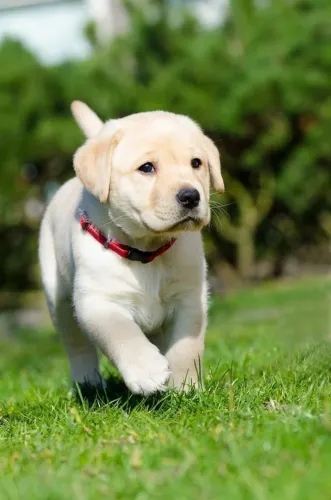 Labrador filhotes trabalhamos com mais de 20 racas