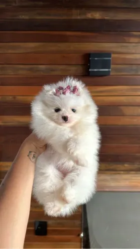 Lulu da pomerania femea branca neve - a mais linda 