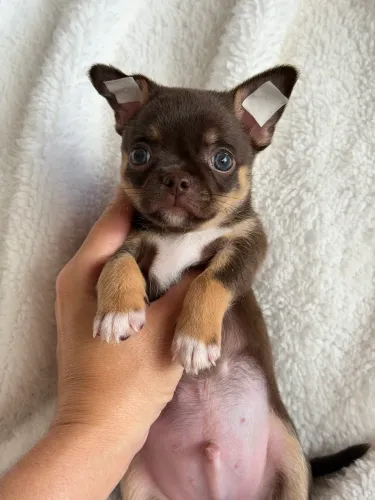 chihuahua impecável macho, estruturado, vacinado e vermifugado.