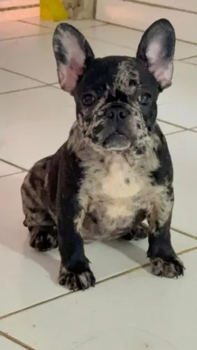 Buldogue francês fêmea $3.000 zap *30