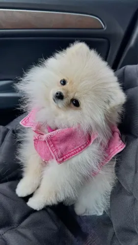 Filhotes De Spitz Alemão - Diga Adeus A Solidão!