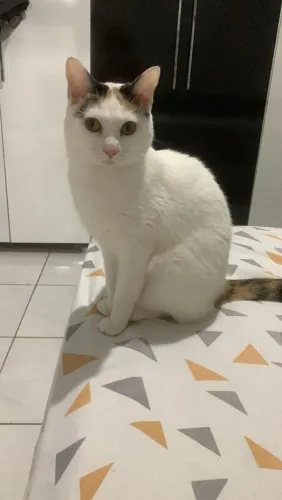 DOAÇÃO DE GATOS