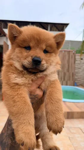 Filhotes de ChowChow