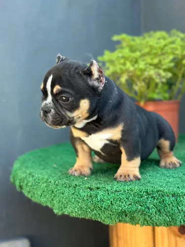 AMERICAN BULLY MICRO - FÊMEA 