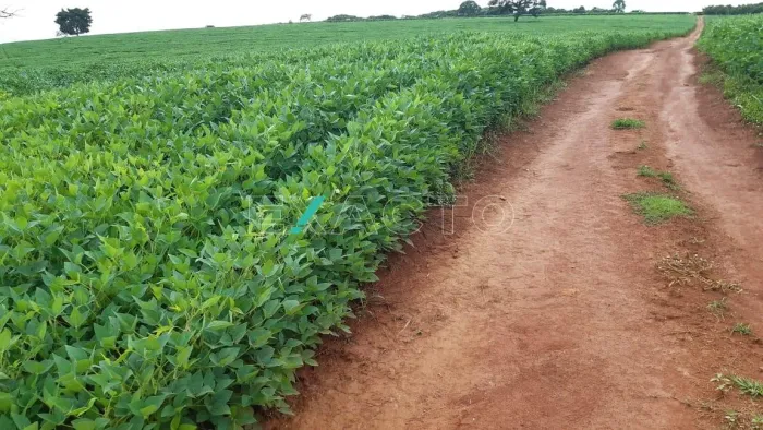 fazenda - Centro - Pouso Alegre