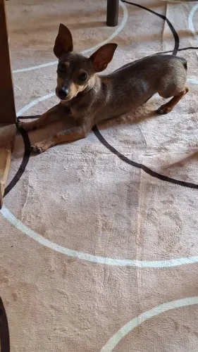 pinscher cachorro