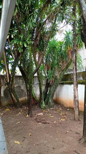 Corte e podas de arvores