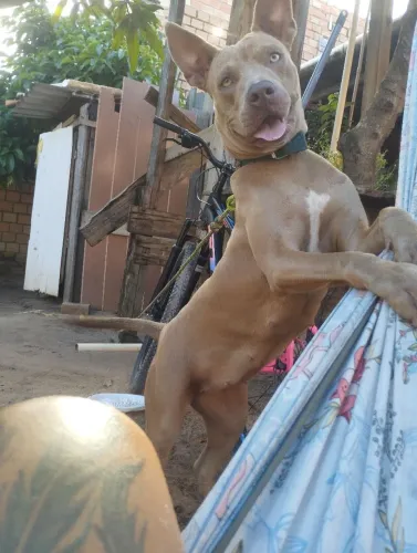 Vendo cadela Pitbull apbt pura por 80 reis só eu n ficar muito no prejuízo..em que gasteu