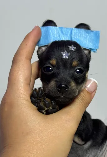 Pinscher macho miudinho uma gracinha