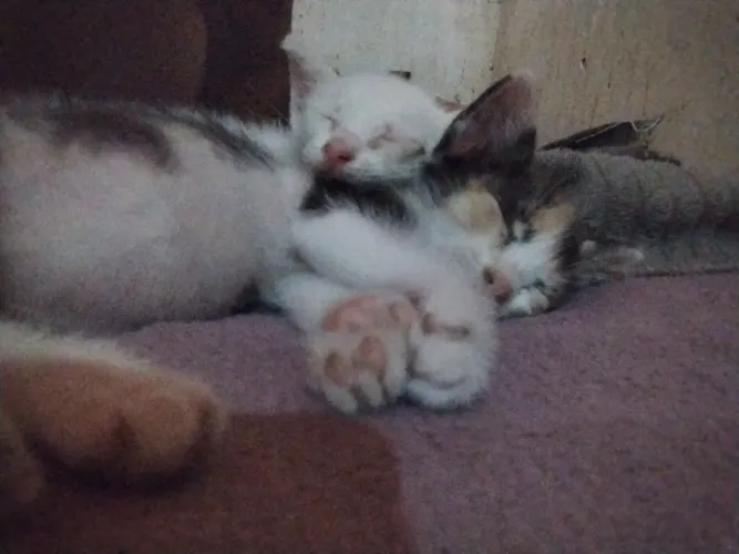 gatos resgatados para adoção