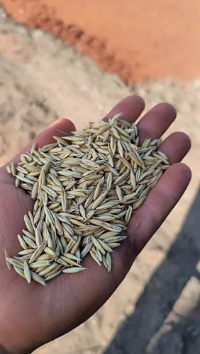 Aveia Branca 