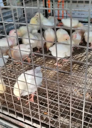 Pintos Poedeiras de ovos na cor creme