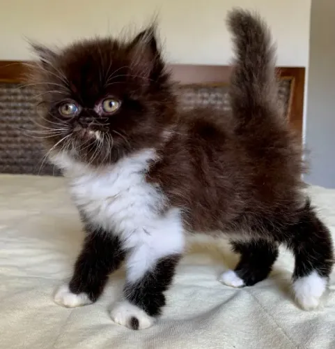 Top Show Persas Femea Filhote Bicolor ,Extremadissima Pelos Longos C/54 Dias Super Linda.