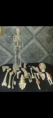 Coleção completa - Ossos em plástico tamanho natural