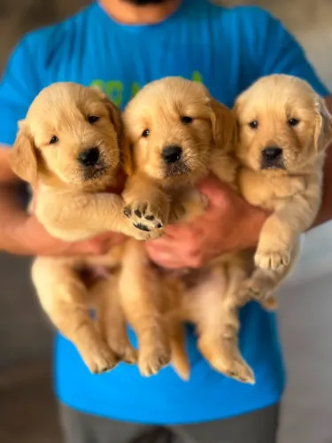 GOLDEN RETRIEVER VACINADO
