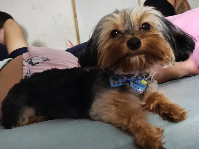 vende-se um cachorro yorkshire com um ano de idade