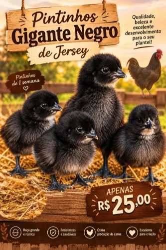 Pintinho de gigante negro de Jersey