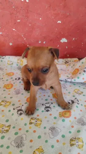 Vendo Filhote de Pinscher número 1