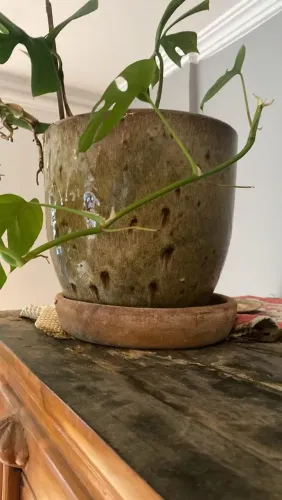 Vaso de plantas