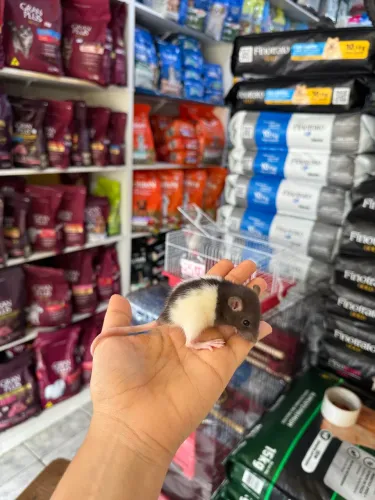 ratinho twister 