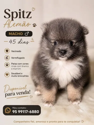 Cachorro