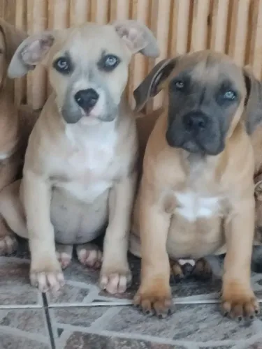 Lindos filhotes
