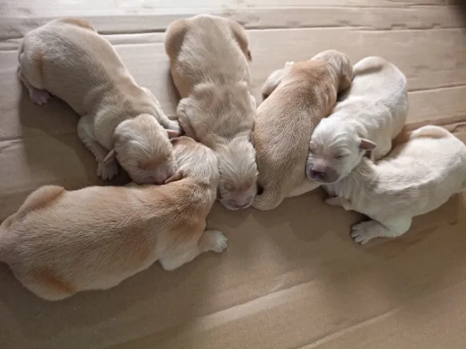 Bebês Goldem Retriever