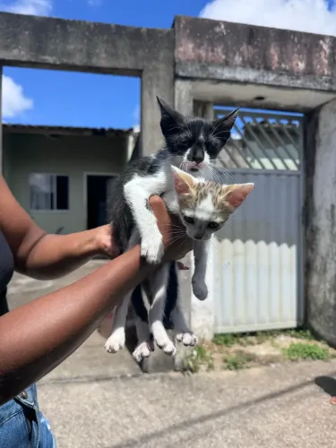 Doação de gatos