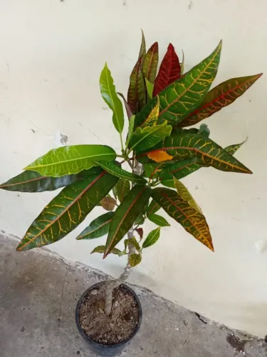  Crotons Variados - Plantas Coloridas para Vasos, Jardins e Decoração!