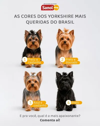 Filhote Yorkshire 
