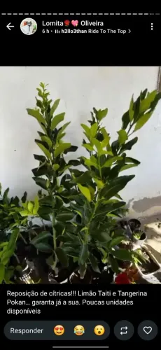 Frutíferas enxertadas