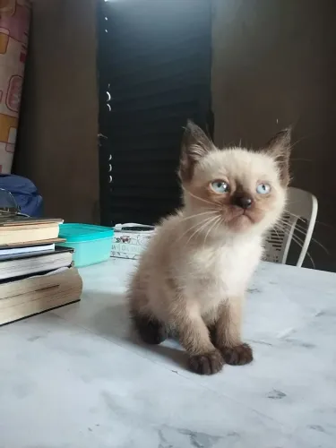 Doação de gatos 