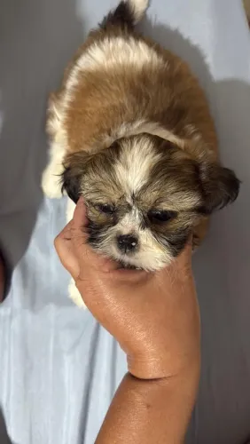 Shih tzu