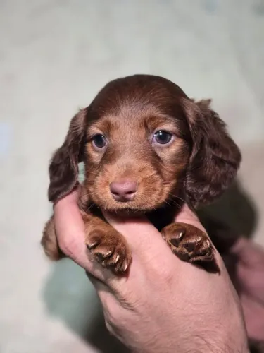 Pelo longo ou pelo curto com muitas cores Dachshund