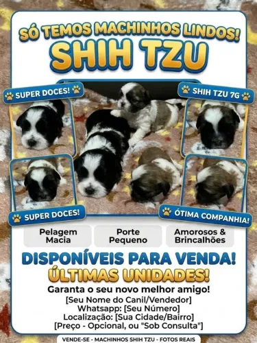 Vendo. Lindos bebês chitzuu machinhos