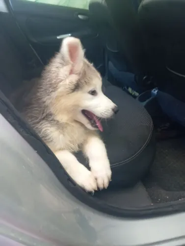 Filhote de Husky Siberiano