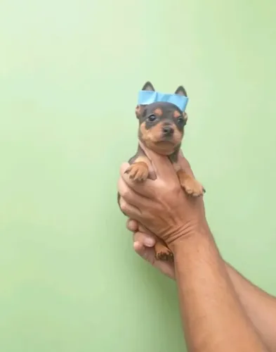 Filhote lindo (Pinscher)
