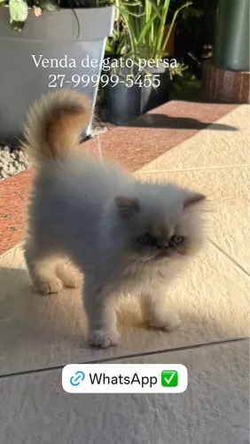 Filhote de Gato Persa Show
